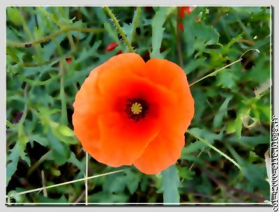 Un coquelicot